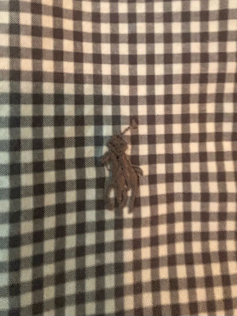 Quiet Minimalist Polo by Ralph Lauren Grey & White Micro Check Button-Down Shirt